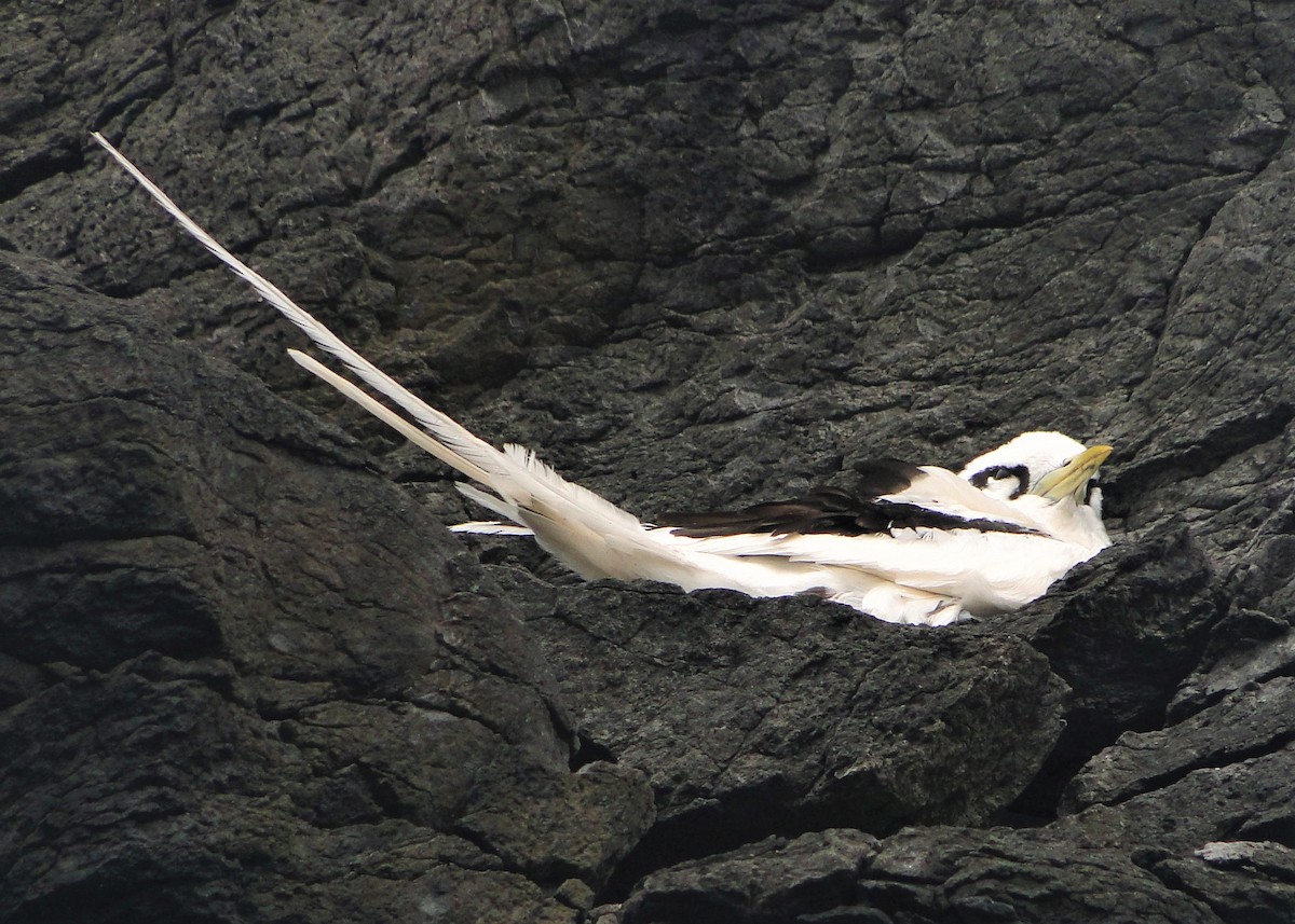 White-tailed Tropicbird - ML120296381