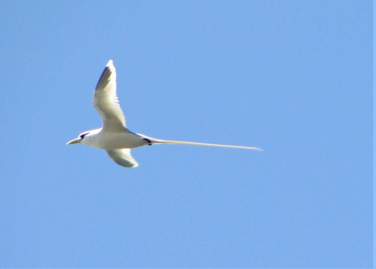 White-tailed Tropicbird - ML120298891