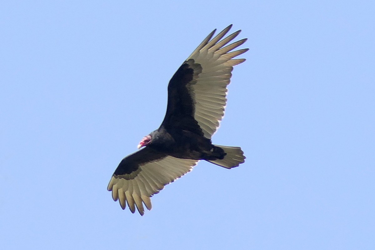 Turkey Vulture - Robert Hamilton