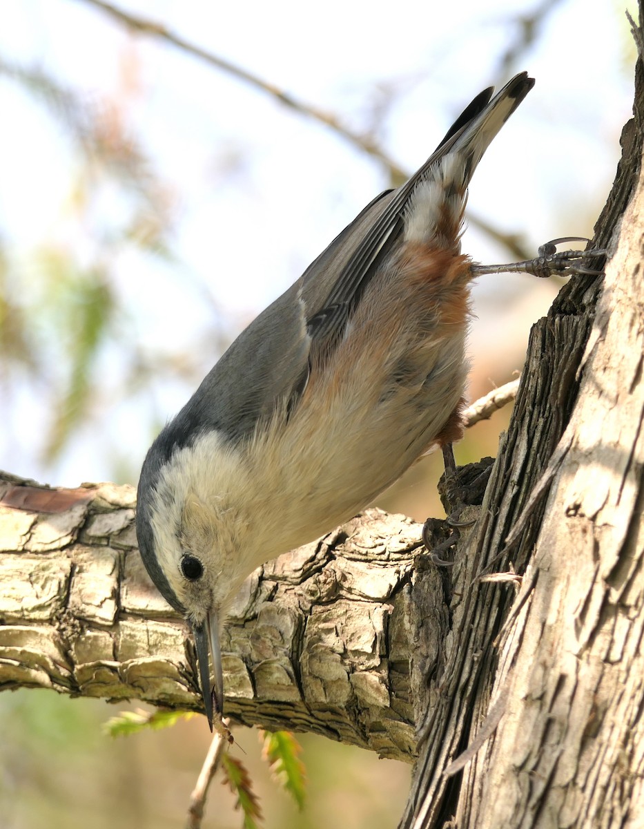 White-breasted Nuthatch (Pacific) - ML120304861
