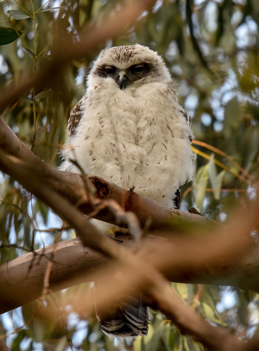 Powerful Owl - Bruce Wedderburn