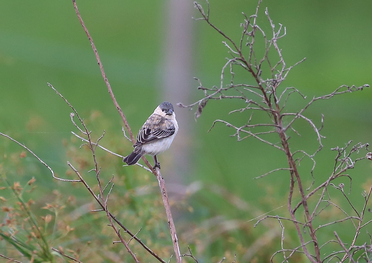 Pearly-bellied Seedeater - ML120307431