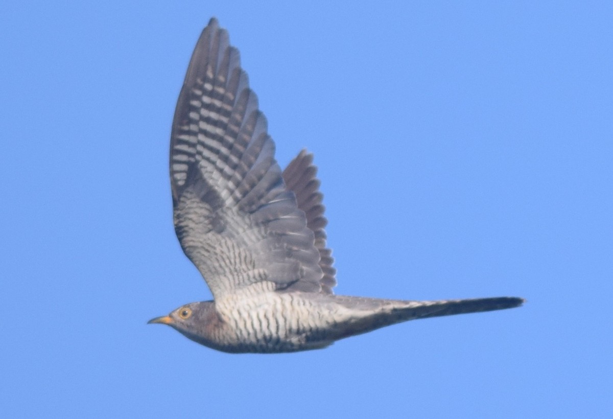 Common Cuckoo - Hareesha AS