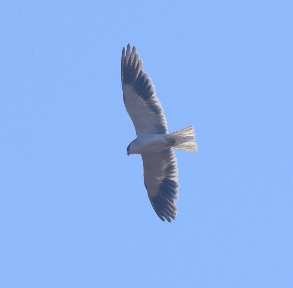 Black-winged Kite - ML120309121