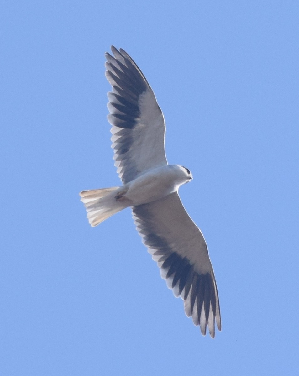 Black-winged Kite - ML120309131