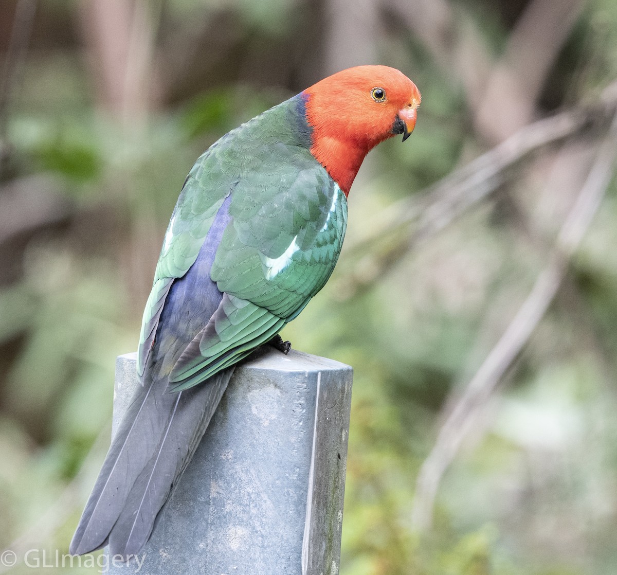 Australian King-Parrot - Greg & Jeanette Licence