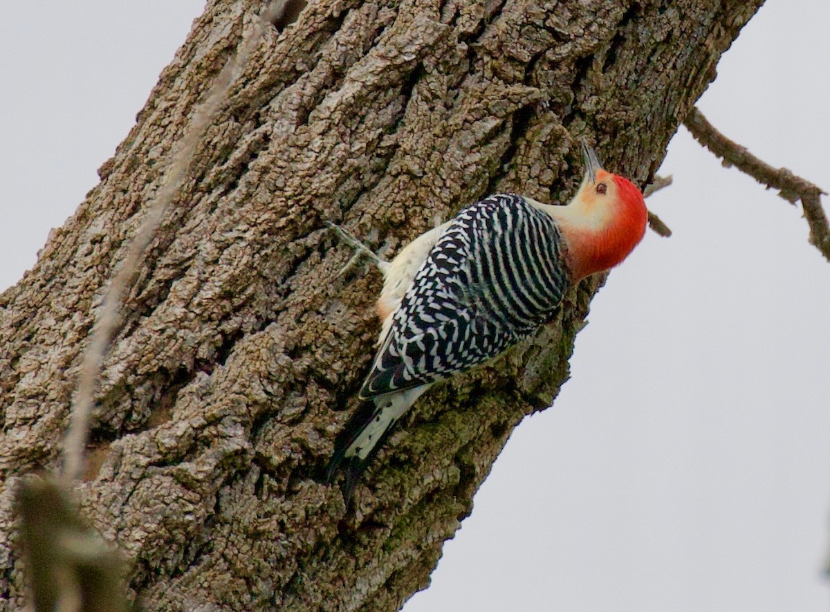 Red-bellied Woodpecker - Daniel Conrad
