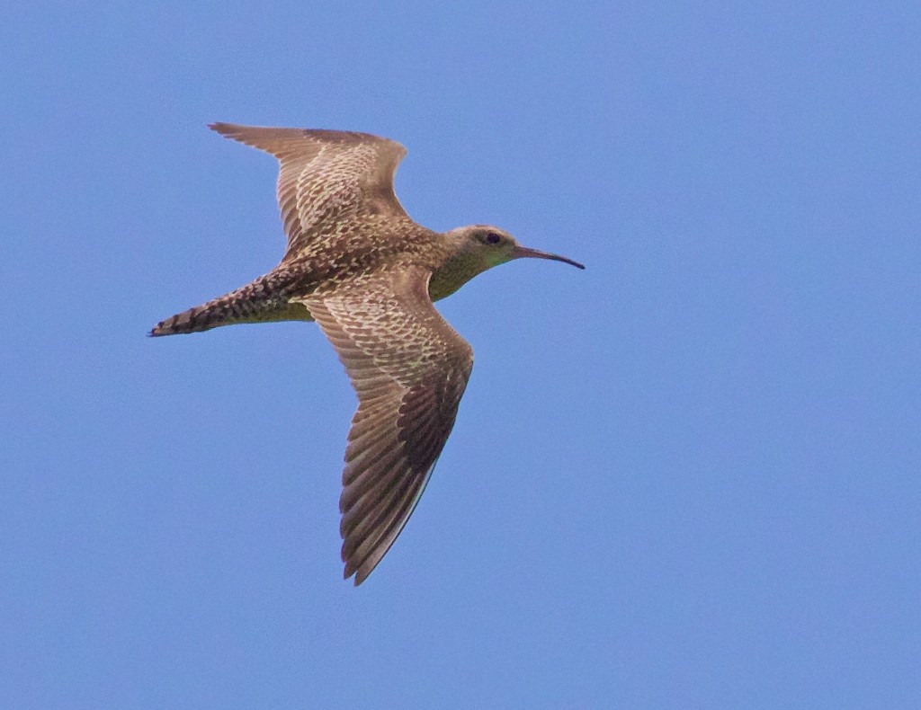 Little Curlew - ML120316681