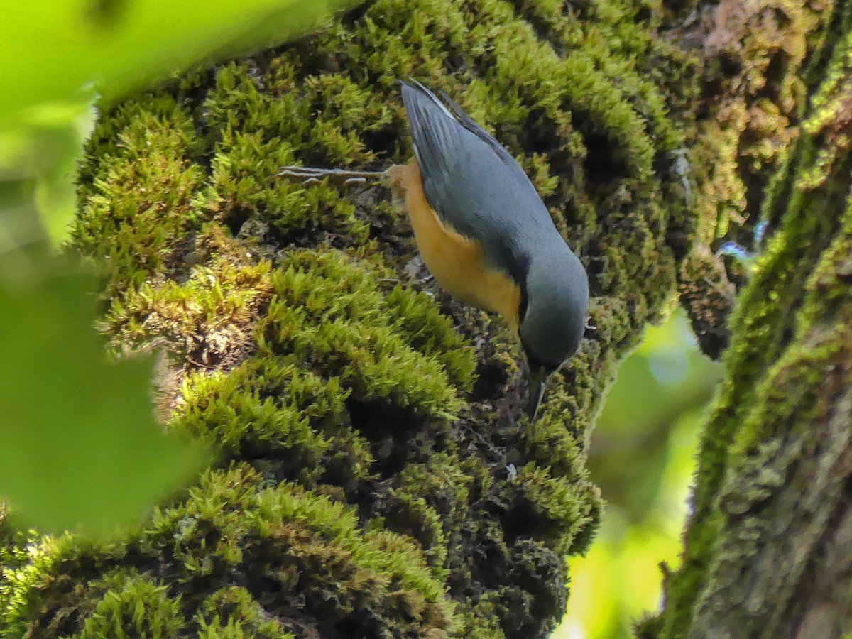 White-tailed Nuthatch - ML120321101