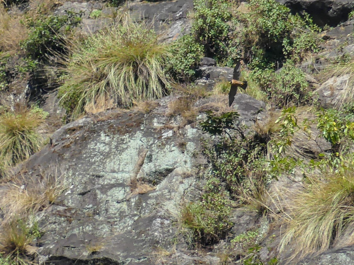 sokol stěhovavý (ssp. peregrinator) - ML120321131