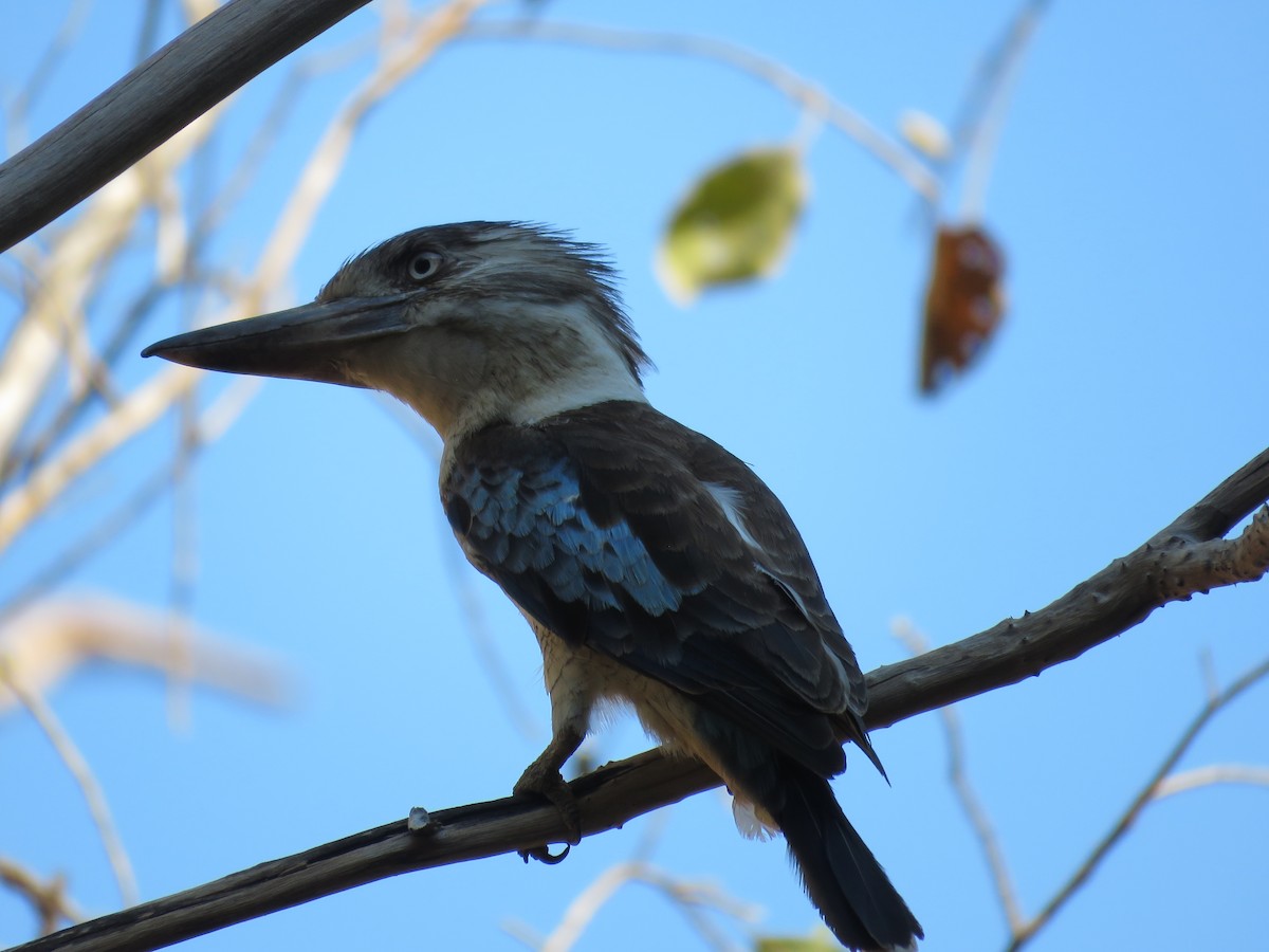 Blue-winged Kookaburra - Carla Bregman