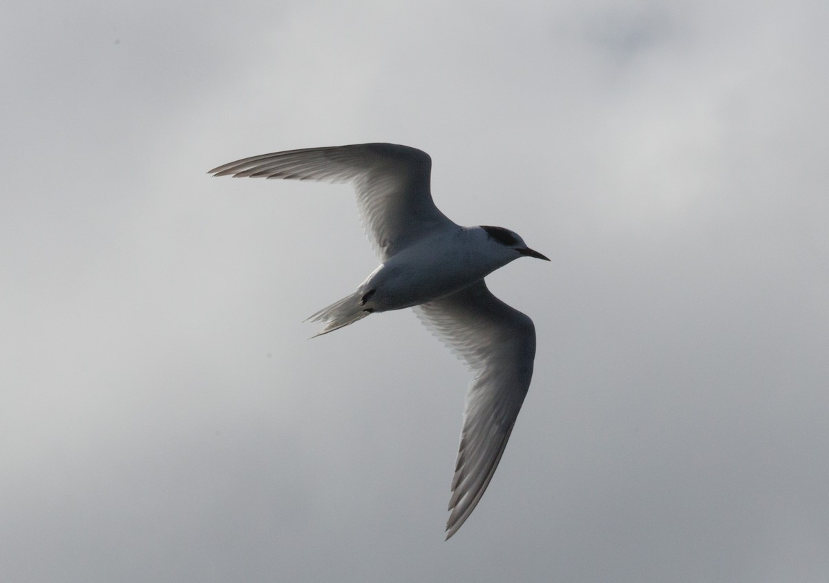 Arctic Tern - Santiago Imberti