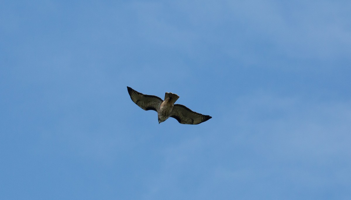 Rufous-tailed Hawk - Santiago Imberti