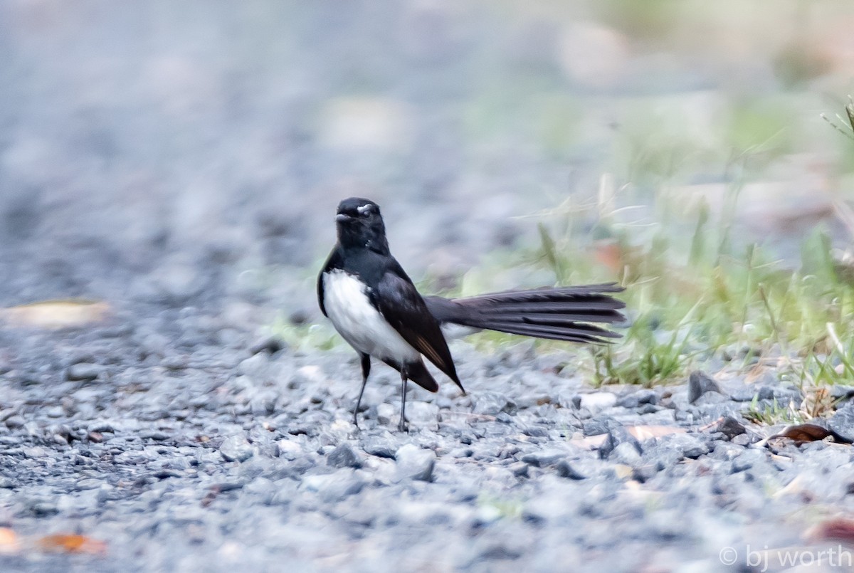 Willie-wagtail - bj worth