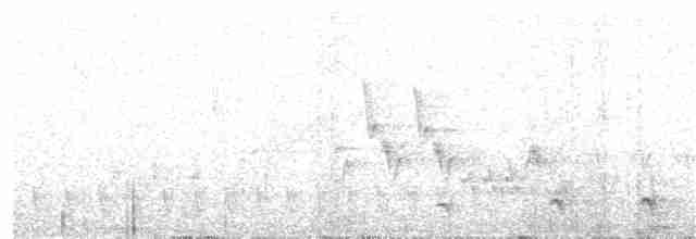 Weißbrust-Ameisenwürger - ML120332501