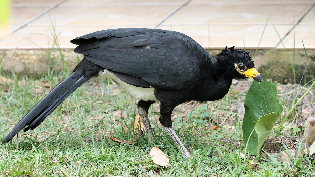 Bare-faced Curassow - ML120333151