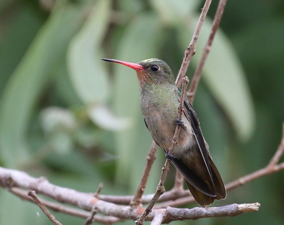 Gilded Hummingbird - Matthew Grube