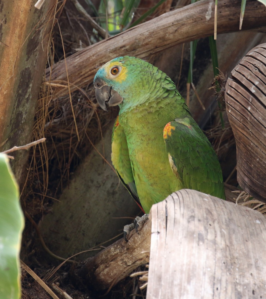 Turquoise-fronted Parrot - Matthew Grube