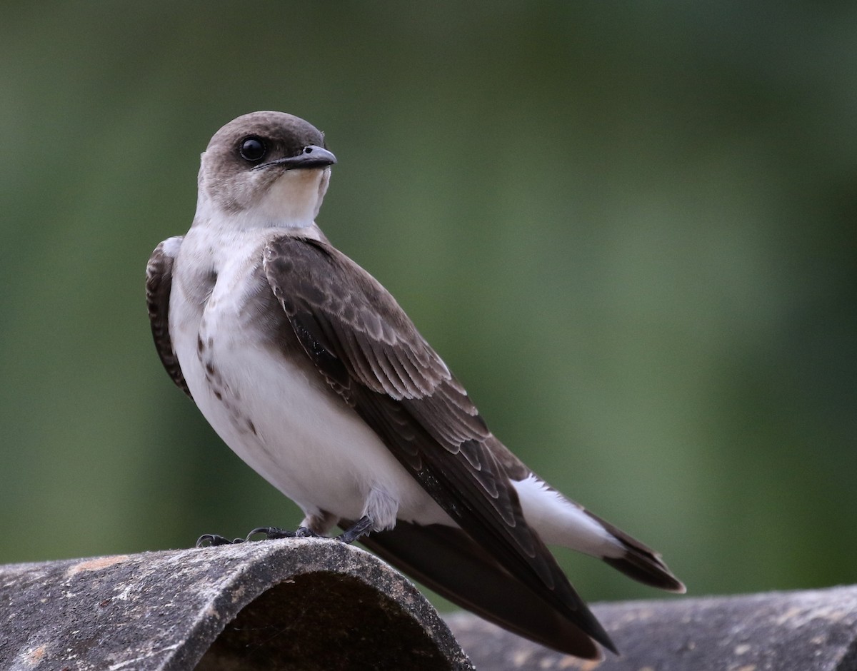 Brown-chested Martin - ML120333671
