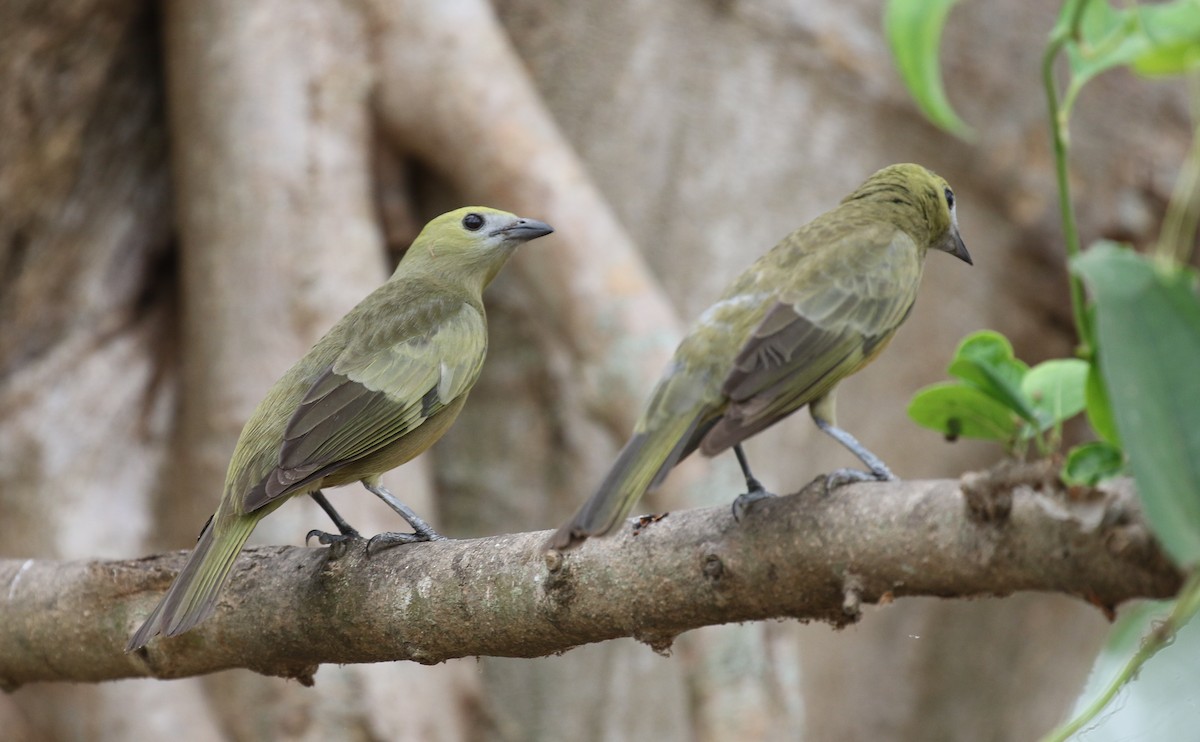 Palm Tanager - ML120333721