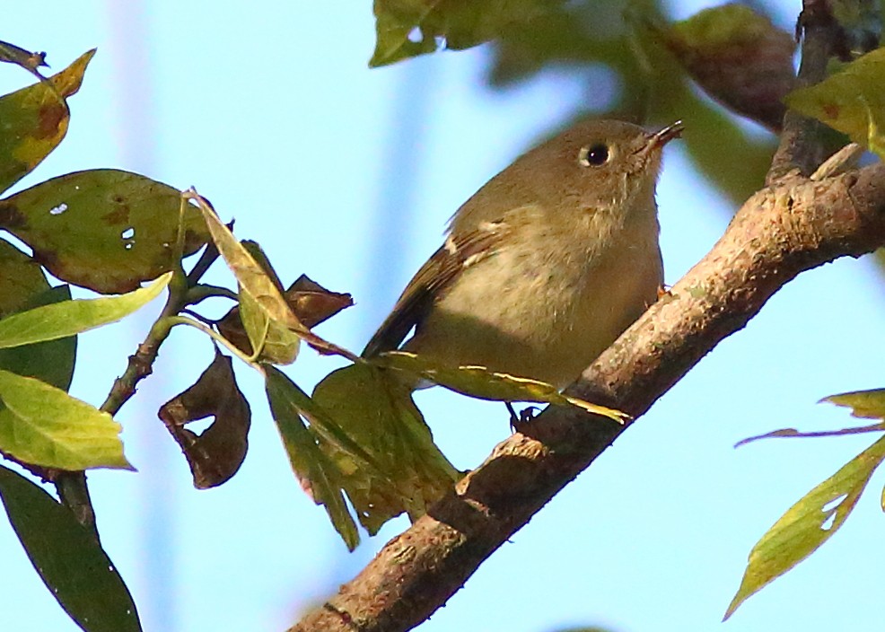 Ruby-crowned Kinglet - Piming Kuo