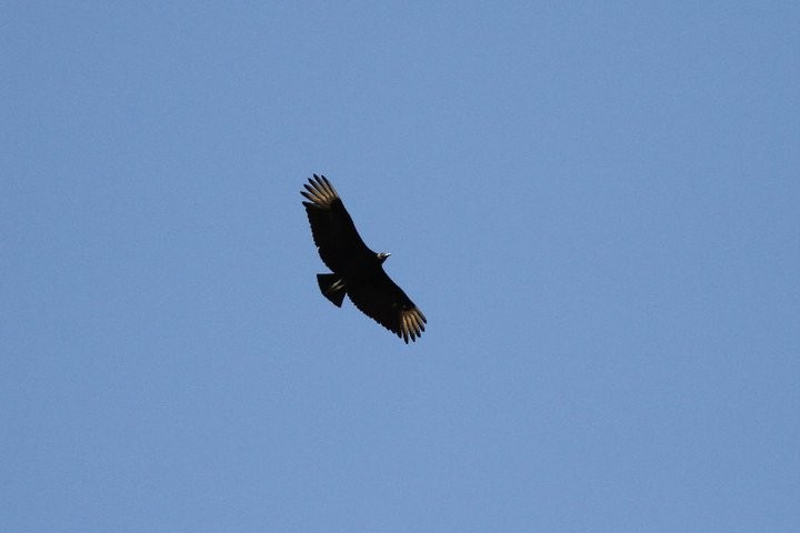 Black Vulture - Matthew Jewell