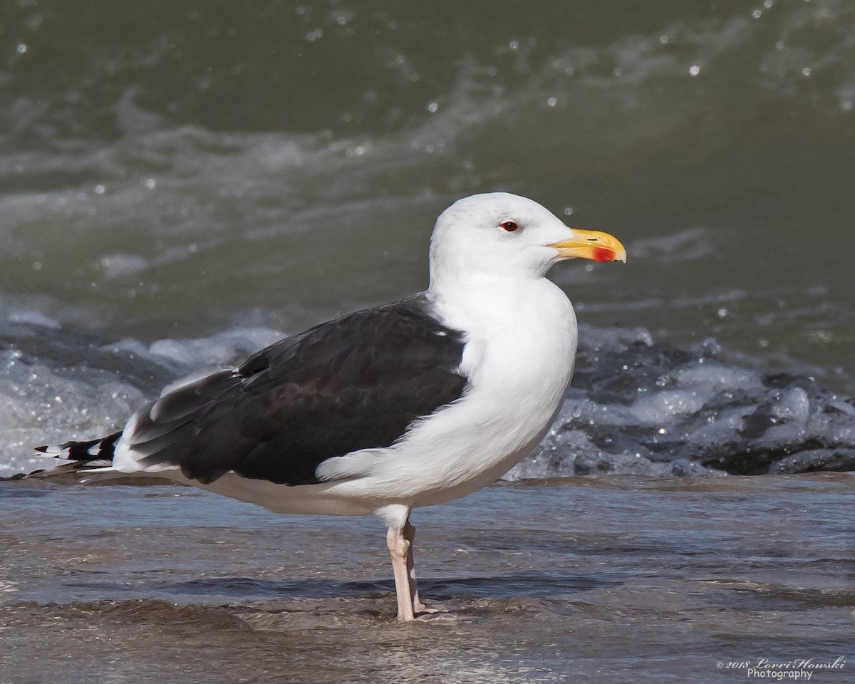 Great Black-backed Gull - Lorri Howski 🦋
