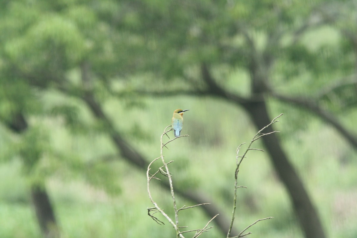 Blue-tailed Bee-eater - PANKAJ GUPTA