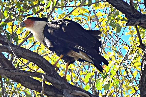 Crested Caracara (Northern) - Steve and Sue Whitmer