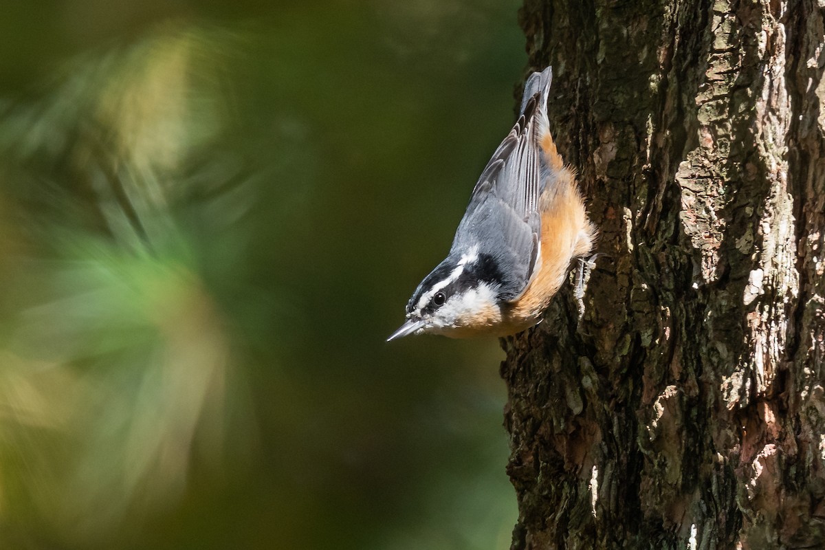 Red-breasted Nuthatch - Brad Imhoff