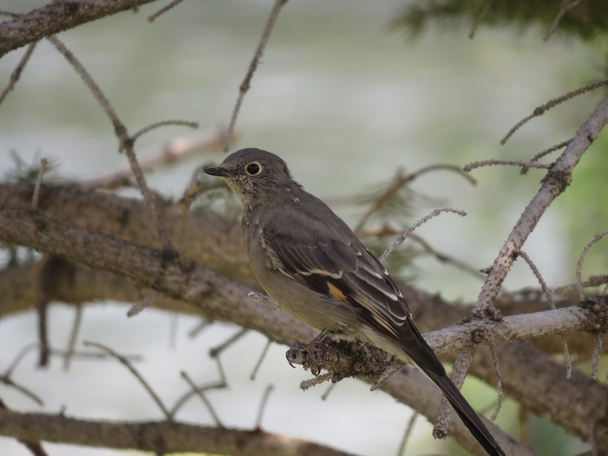 Townsend's Solitaire - ML120343511