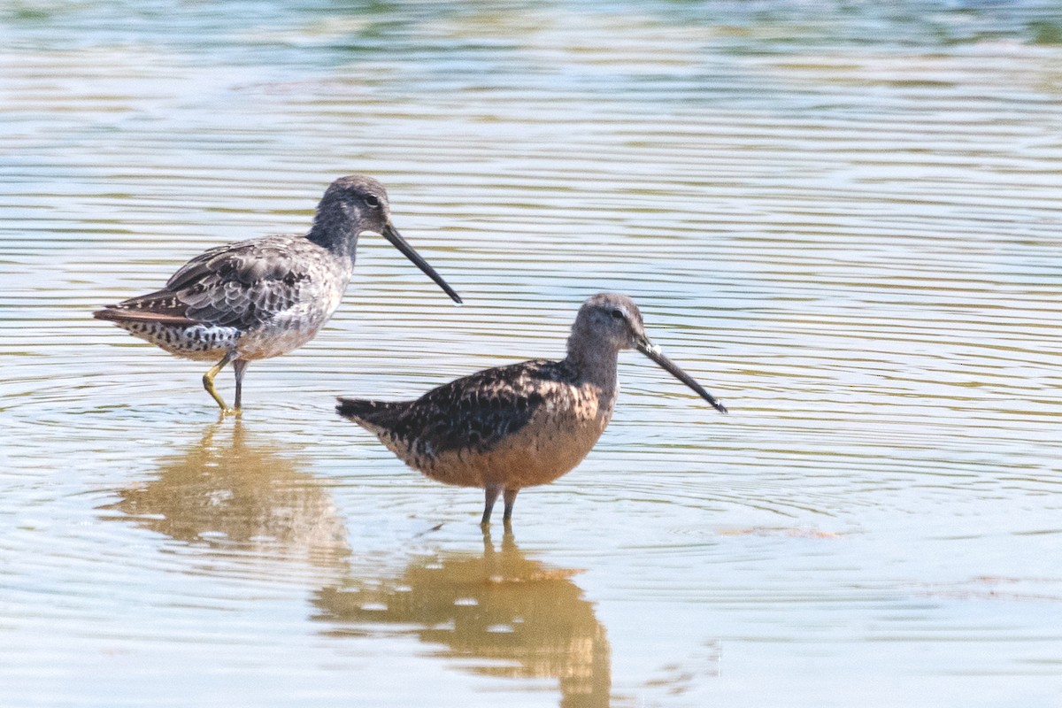 Long-billed Dowitcher - ML120346761