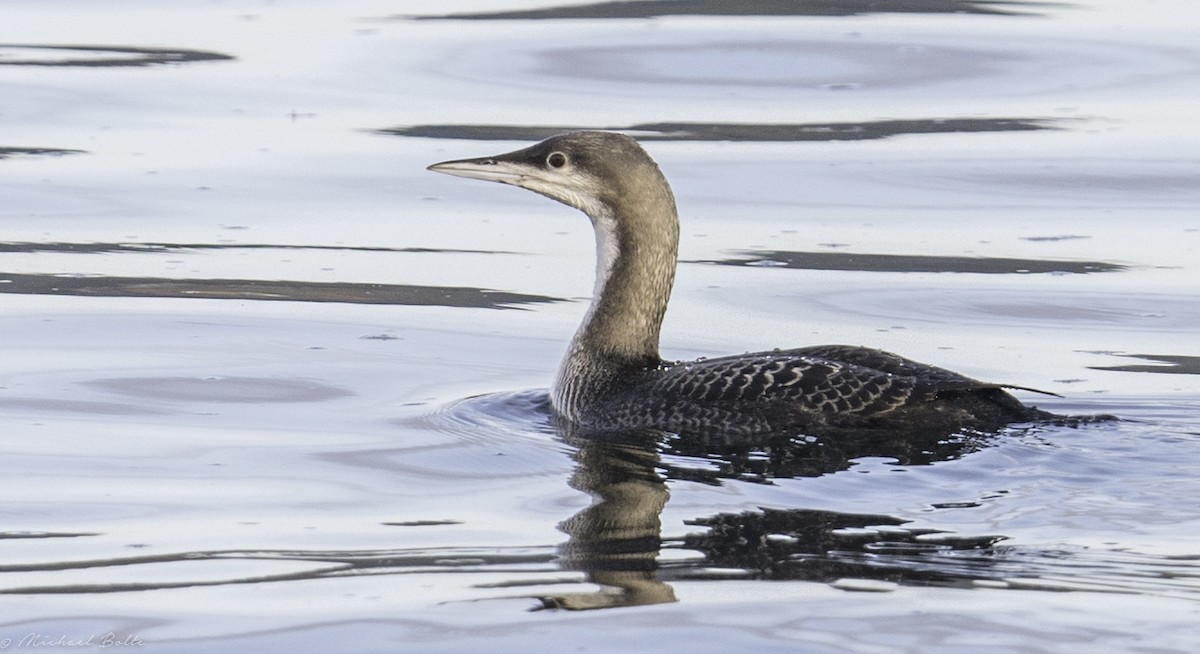 Pacific Loon - Michael Bolte