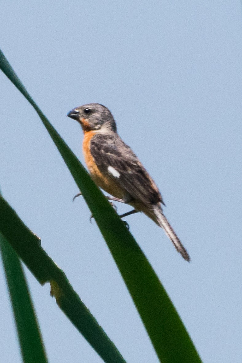 Ruddy-breasted Seedeater - ML120347001