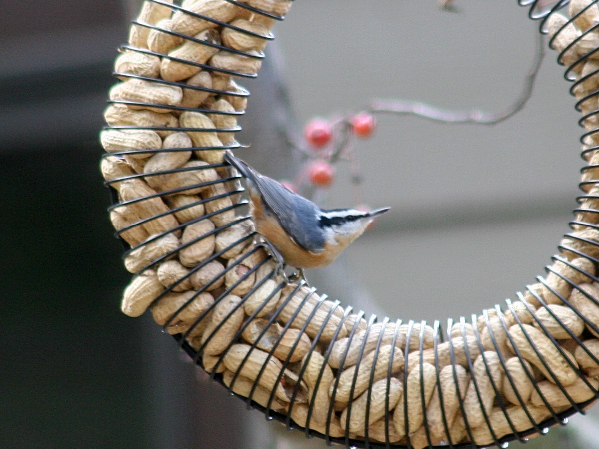 Red-breasted Nuthatch - ML120349121