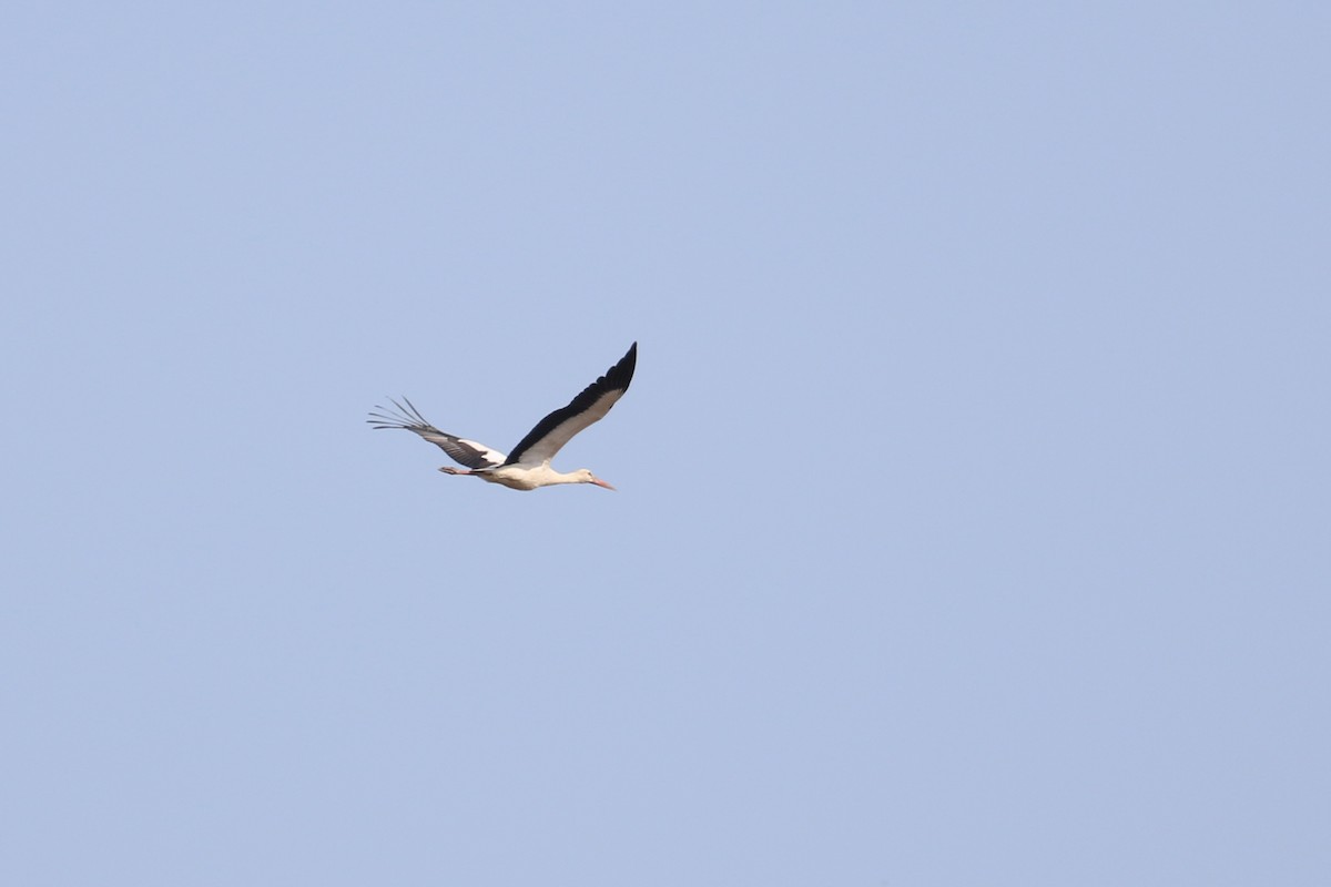 White Stork - ML120350001