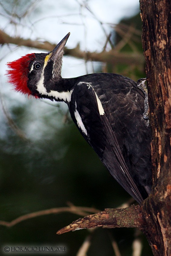Lineated Woodpecker - Horacio Luna