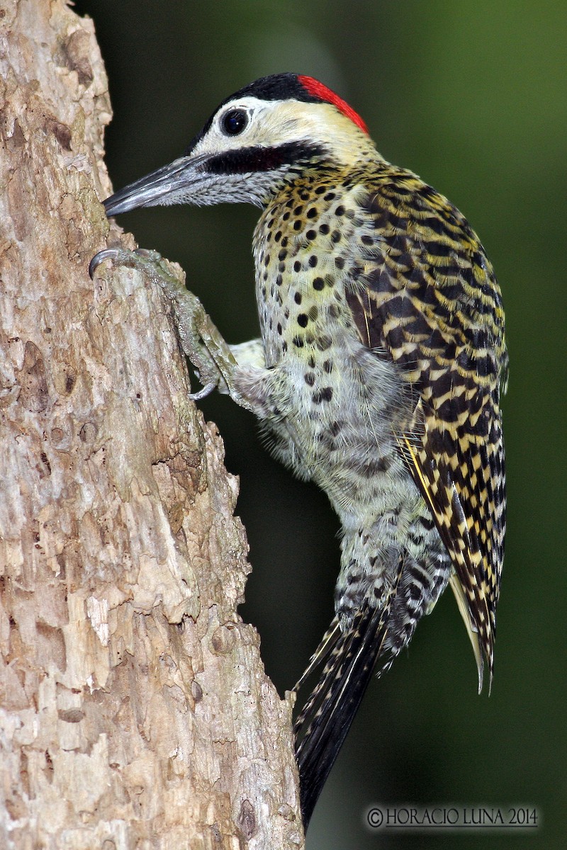Green-barred Woodpecker - ML120350271