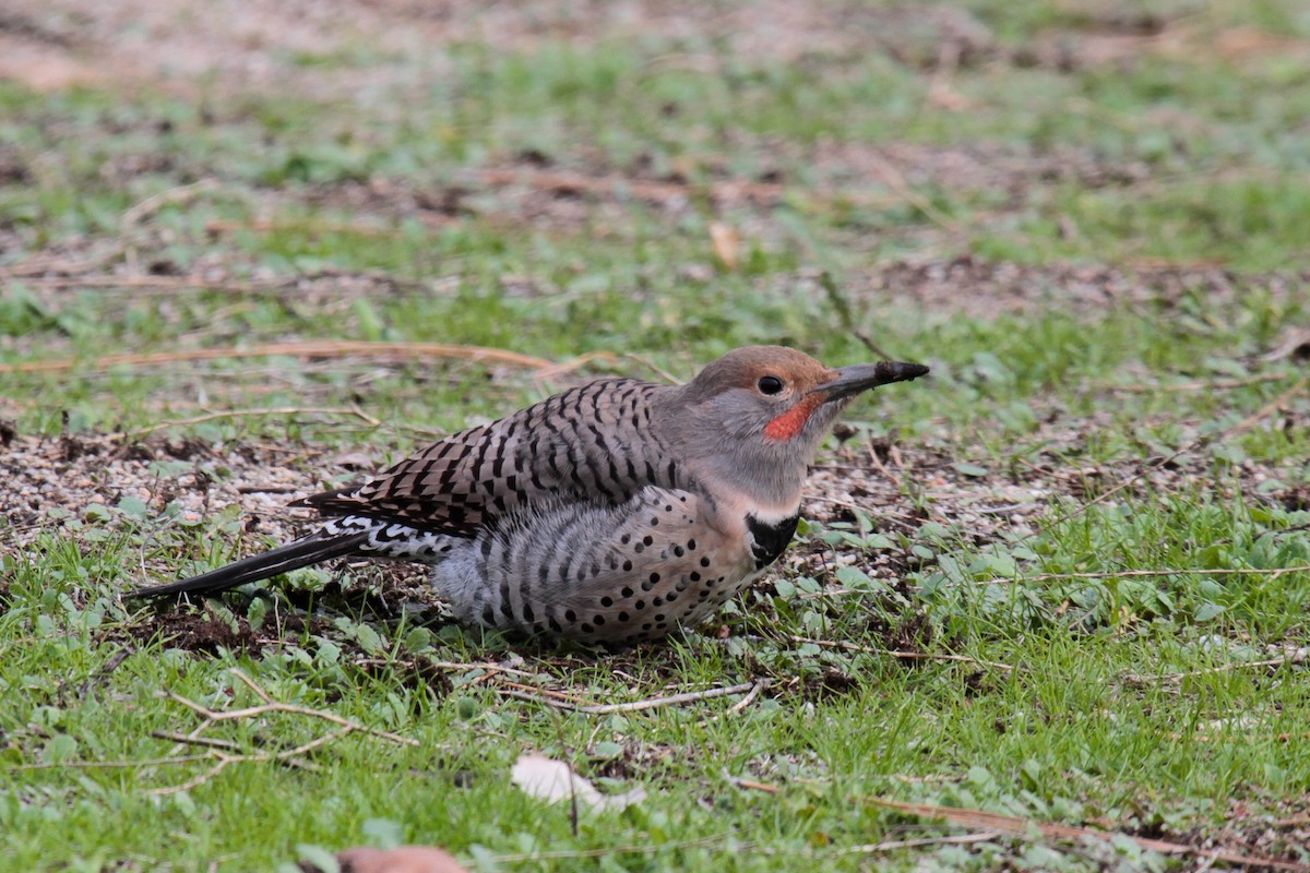Northern Flicker (Red-shafted) - ML120350311