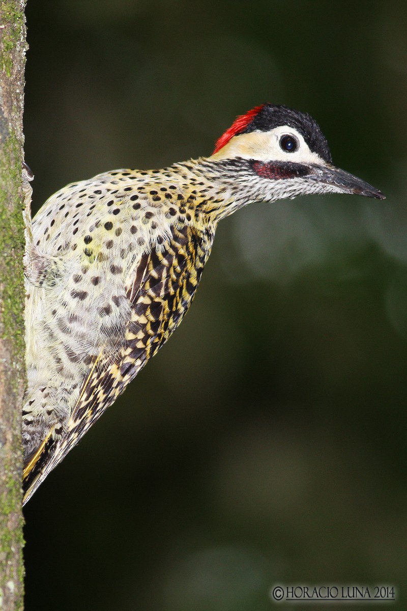 Green-barred Woodpecker - Horacio Luna
