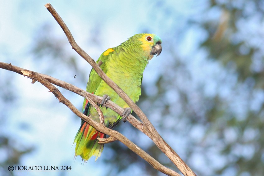 Turquoise-fronted Parrot - Horacio Luna