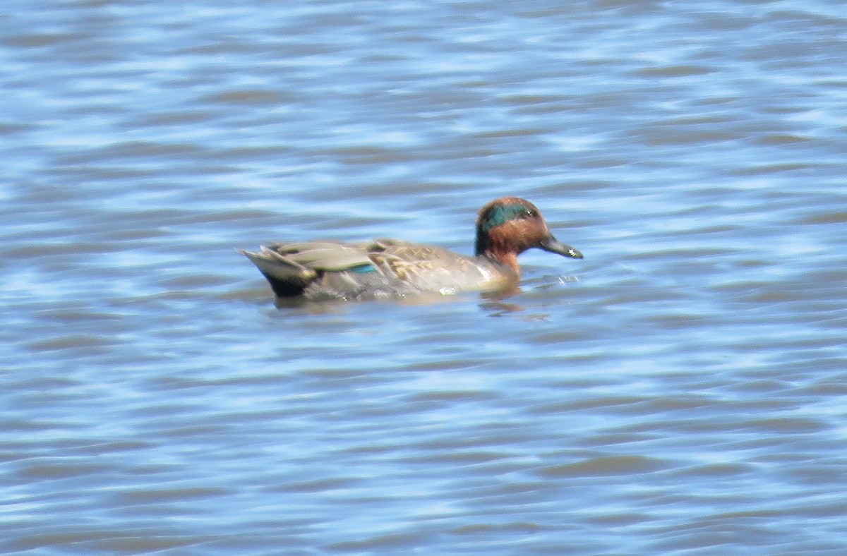 Green-winged Teal - David Muth