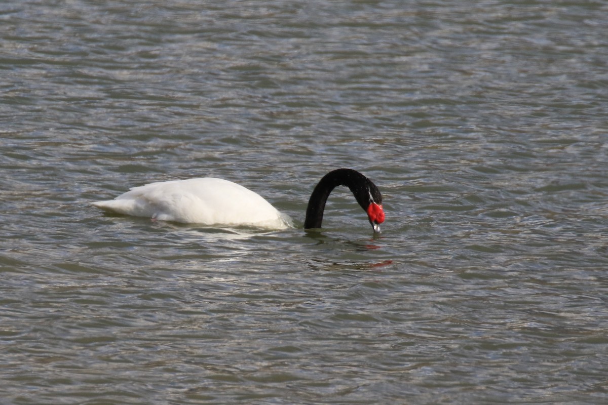 Black-necked Swan - ML120353611