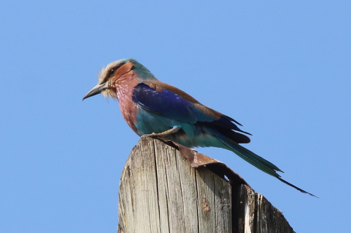 Lilac-breasted Roller - ML120357131