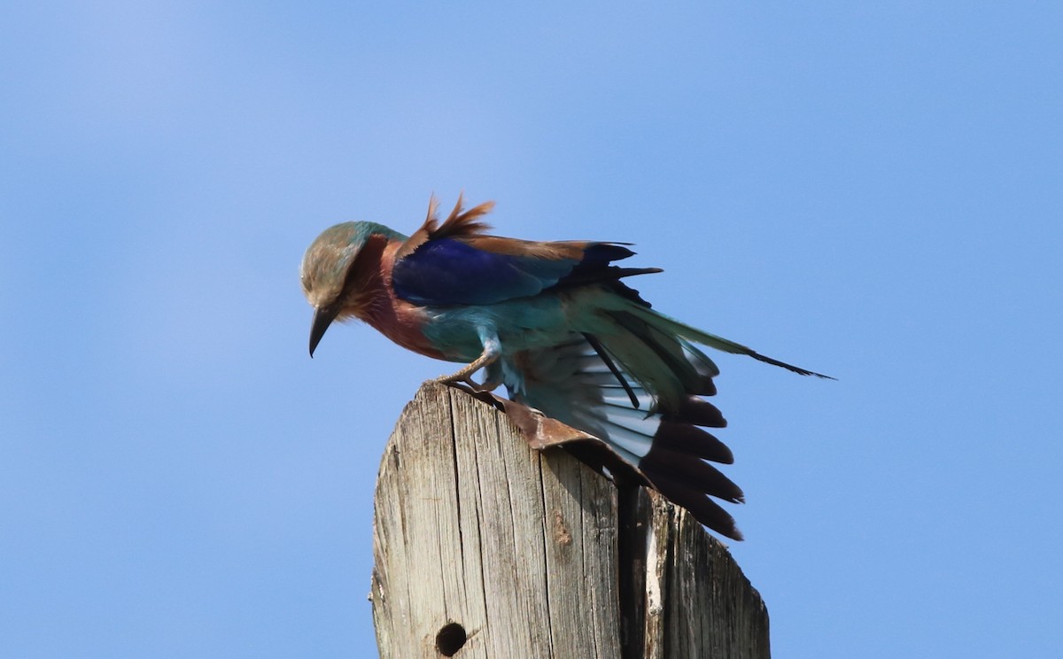 Lilac-breasted Roller - ML120357181