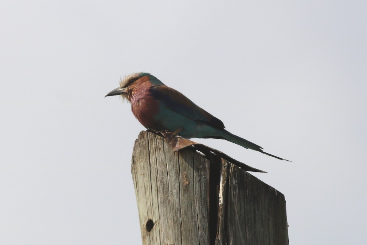Lilac-breasted Roller - ML120357221