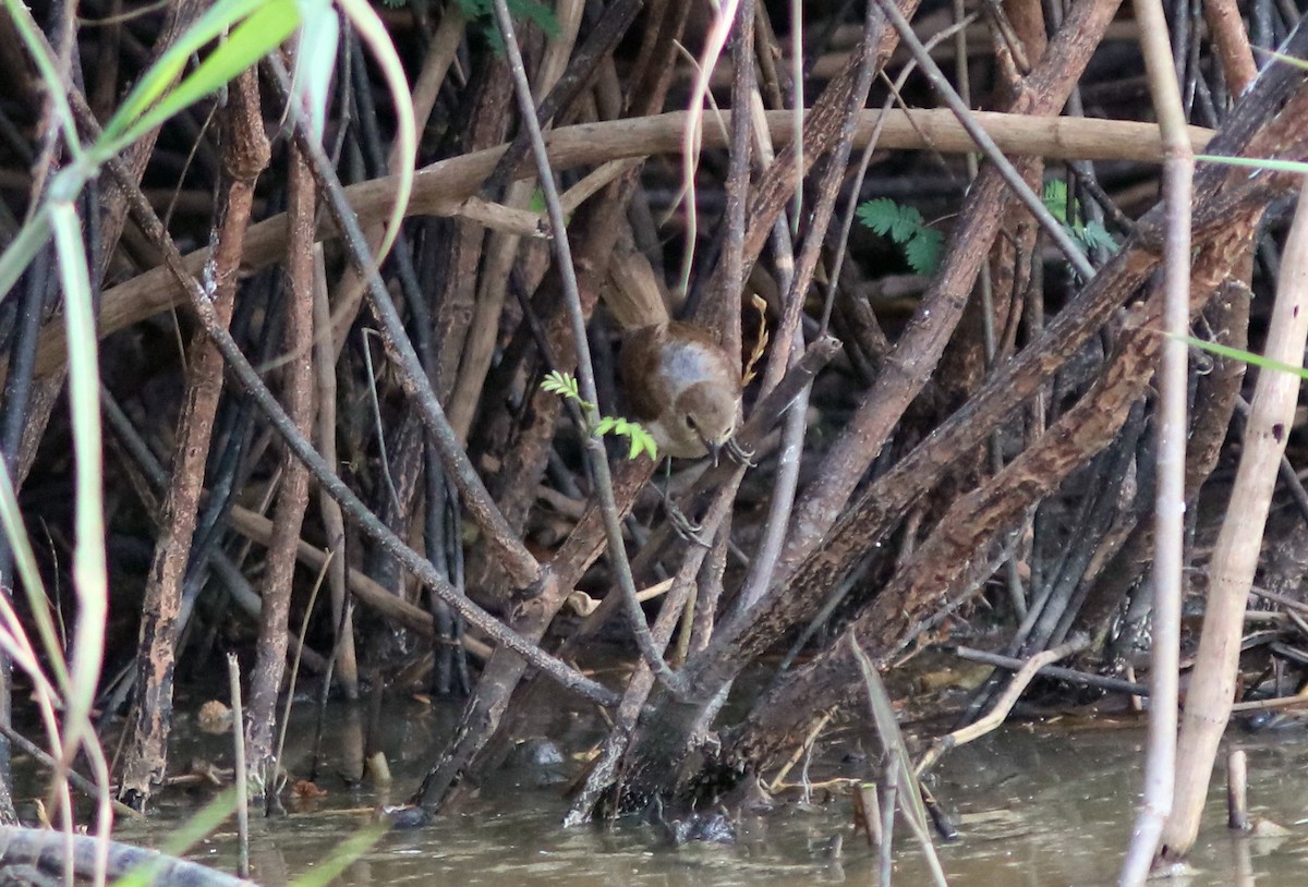 Lesser Swamp Warbler - ML120357631