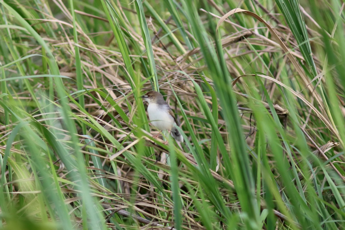 White-tailed Cisticola - ML120358161