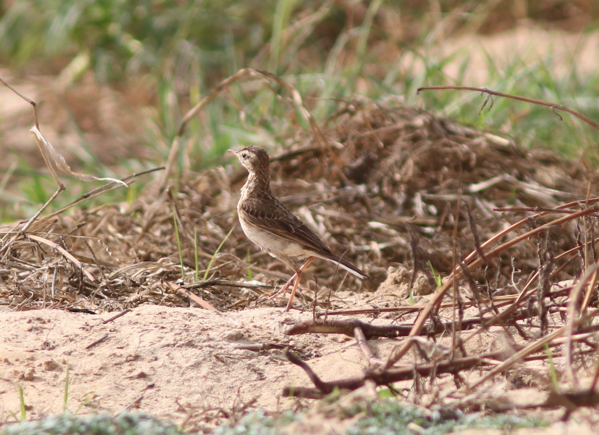 African Pipit (African) - ML120358761