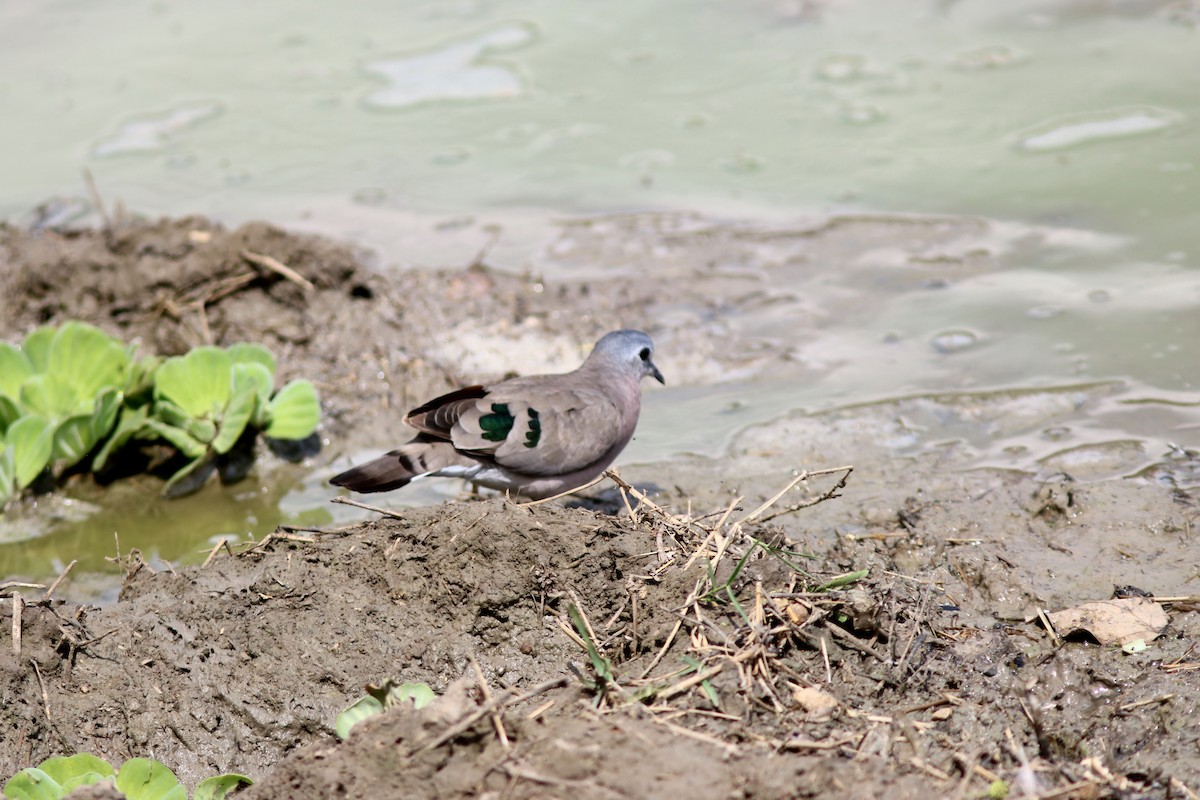 Emerald-spotted Wood-Dove - John Drummond